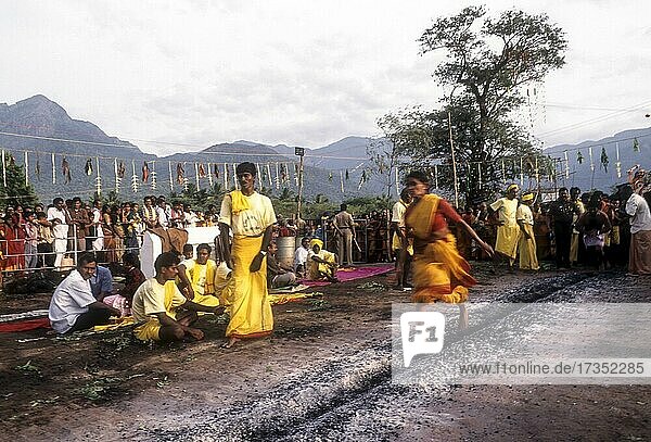 Fire walking festival at Vana Badra Kali Amman Temple at Nellithurai near Mettupalayam  Tamil Nadu  India  Asia