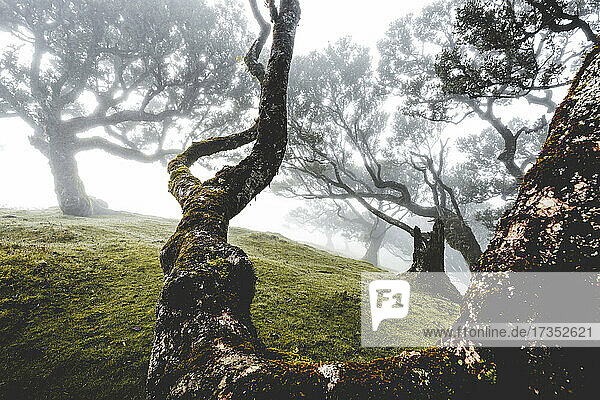 Alter Lorbeerwald im Nebel  Fanal  Insel Madeira  Portugal  Atlantik  Europa