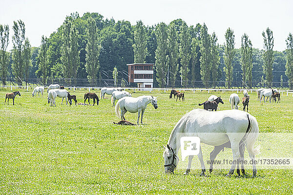 Landschaft für die Zucht und Ausbildung von Zeremonienwagenpferden in Kladruby nad Labem  UNESCO-Welterbe  Region Pardubice  Tschechische Republik  Europa