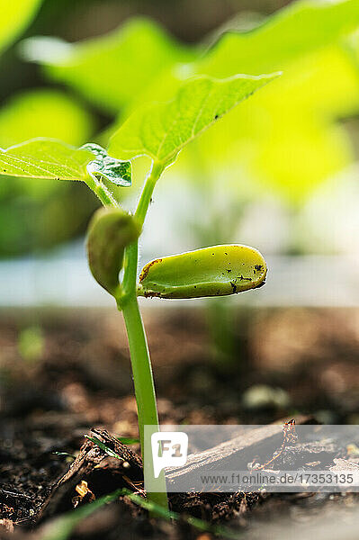 Close-up of bean seedling