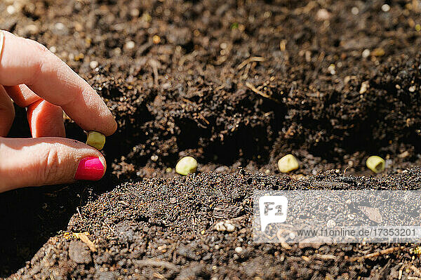 Woman planting bean seeds