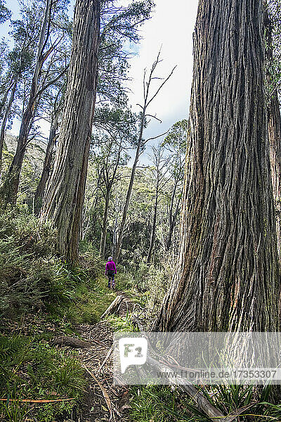 Australia  New South Wales  Kosciusko National Park  Woman hiking in forest on Merritt's Nature Track in Kosciuszko National Park