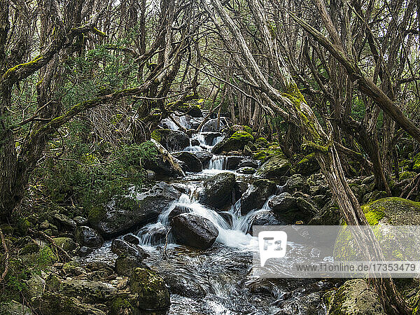 Australia  New South Wales  Creek flowing among rocks in forest at Merritt's Nature Track in Kosciuszko National Park