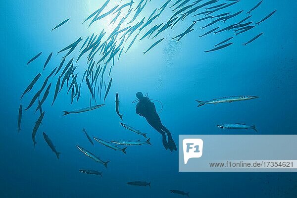 Diver is surrounded by European barracuda (Sphyraena sphyraena)  Mediterranean Sea  Cap Freu  Majorca  Balearic Islands  Spain  Europe
