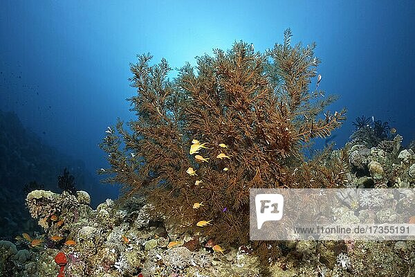 Buschige Schwarze Koralle (Anthipades) auf Riffdach mit Rotmeer Fahnenbarsch (Pseudanthias taeniatus)  Rotes Meer  Aqaba  Königreich Jordanien