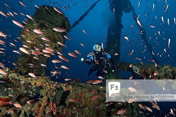 Diver looking at Mediterranean Basselet (Anthias anthias) over shipwreck  Mediterranean Sea  Trapani  Sicily  Italy  Europe