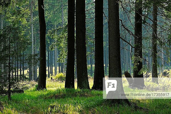 Typischer Fichtenwald im Licht der Abendsonne  Nationalpark Harz  bei Braunlage  Niedersachsen  Deutschland  Europa