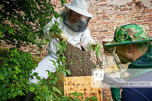 Imker an ausgeschwaermten Bienenvolk  Heinsberg  Nordrhein-Westfalen  Deutschland |Beekeeper with swarmed bee colony   Heinsberg  North Rhine-Westphalia  Germany|