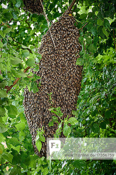 ausgeschwaermtes Bienenvolk  Heinsberg  Nordrhein-Westfalen  Deutschland |swarmed bee colony   Heinsberg  North Rhine-Westphalia  Germany|