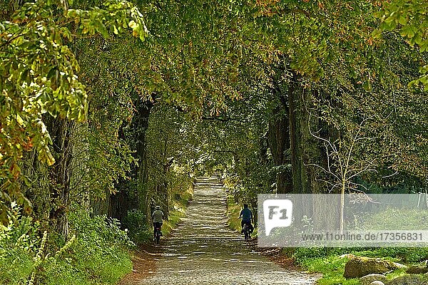 Chestnut avenue  old cobblestones  near Garftitz  Island of Rügen  Mecklenburg-Western Pomerania  Germany  Europe