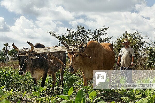 Farmer  Cuban  ploughing tobacco field with two oxen and plug  Las Tunas province  Caribbean  Cuba  Central America