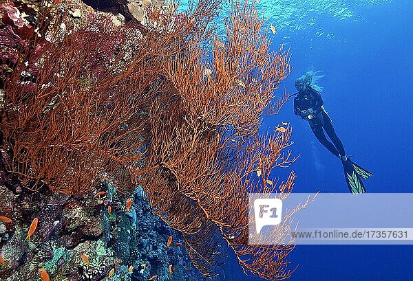 Taucherin betrachtet Fächerkoralle (Anella mollis) an Steilwand von Korallenriff  Rotes Meer  Hurghada  Ägypten  Afrika
