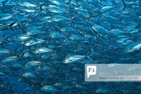 Fischschwarm von Großaugenmakrele (Caranx sexfasciatus)  Pazifik  Bali  Indonesien  Asien