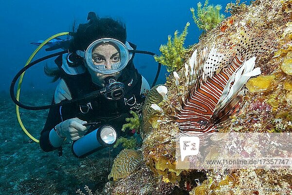 Diver looking at common lionfish (Pterois miles)  Caribbean  Dominican Republic  Central America