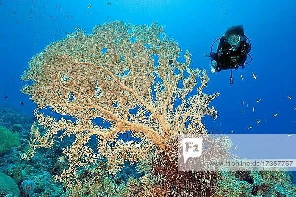 Diver looking at large Giant Sea Fan (Annella mollis) in coral reef  in foreground small black Bushy Black Coral (Antipathes Dichotoma)  Red Sea  Aqaba  Jordan  Asia
