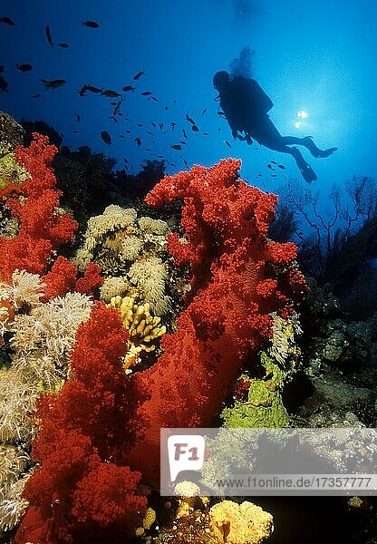 Stemmy red soft coral (Dendronephthya) in colourful coral reef  above in the background diver  Red Sea  Egypt  Africa
