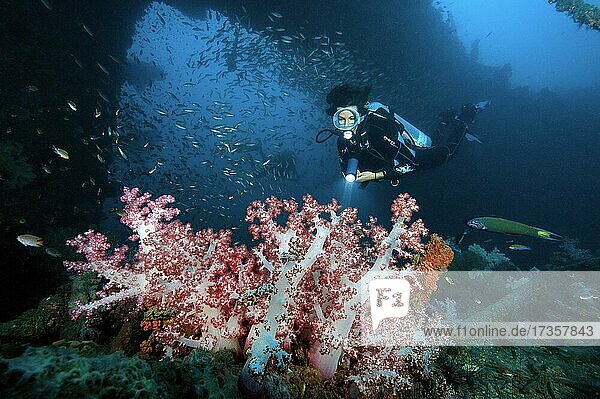 Diver dives through shipwreck of sunken passenger ferry King Cruiser and views soft coral (Dendronephthya)  Andaman Sea  Phuket  Thailand  Asia