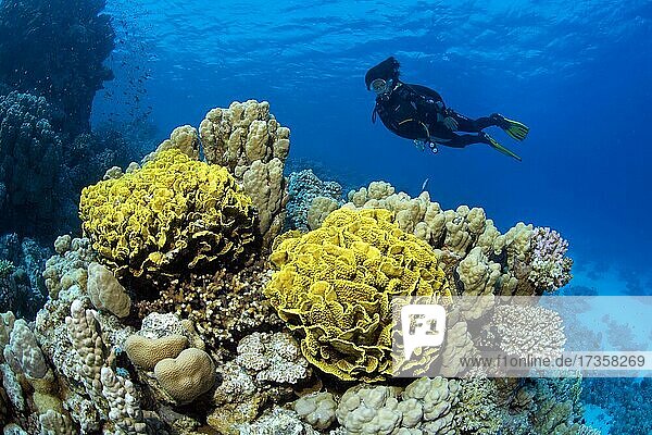 Taucherin betrachtet Gelbe Salatkoralle (Turbinaria mesenterina) in Korallenriff  Rotes Meer  Hurghada  Ägypten  Afrika