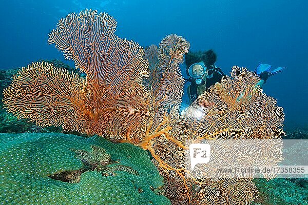 Diver looking at large fan coral (Anella mollis)  Andaman Sea  Similan Islands  Thailand  Asia