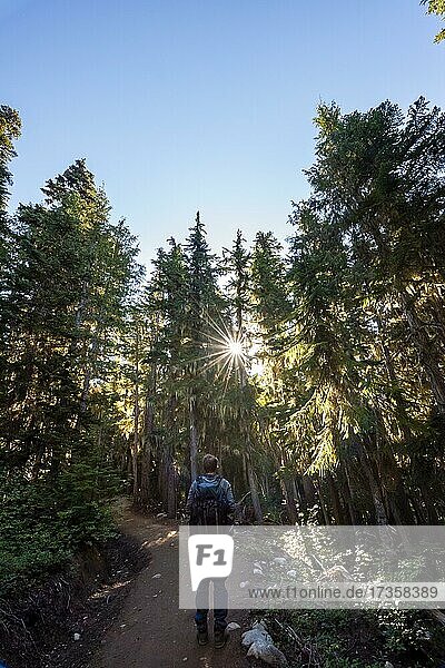 Young man on a hiking trail in the forest  sun shining through trees in the forest  hiking trail to Garibaldi Lake  Garibaldi Provincial Park  British Columbia  Canada  North America