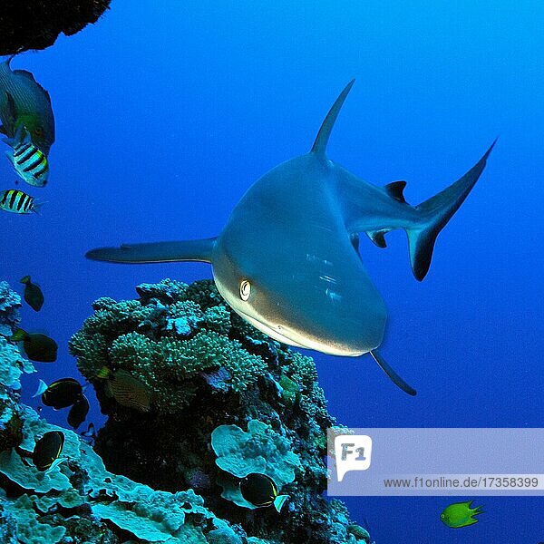 Grey reef shark hunting on coral reef wall  Pacific Ocean  Yap Island  Federated States of Micronesia