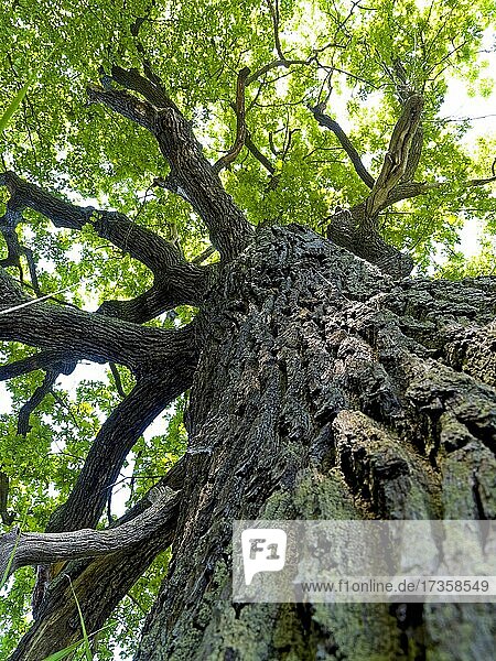 Eiche (Quercus robur)  Stamm einer alten knorrigen Eiche  Oberlausitz  Sachsen  Deutschland  Europa