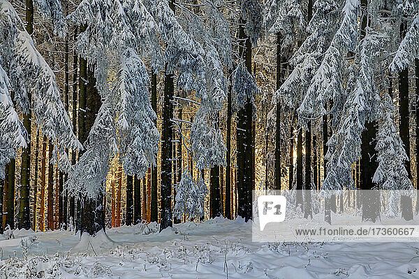 Winter forest between Ober-Abtsteinach and Siedelsbrunn lm Hessian Odenwald,  Überwald,  Hesse,  Germany,  Europe.