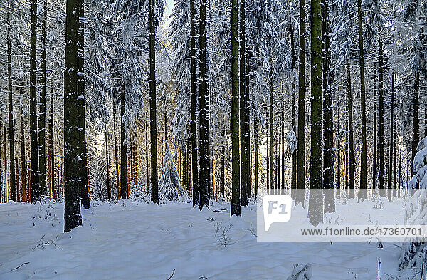 Winter forest between Ober-Abtsteinach and Siedelsbrunn lm Hessian Odenwald  Überwald  Hesse  Germany  Europe.