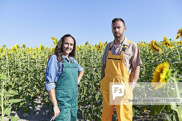 Männliche und weibliche Landarbeiter auf einem Sonnenblumenfeld