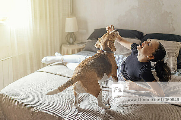 Fröhliches Mädchen spielt mit Beagle im Schlafzimmer zu Hause