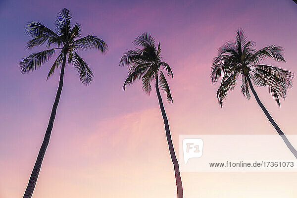 Silhouetten von Palmen stehen gegen lila Himmel in der Abenddämmerung