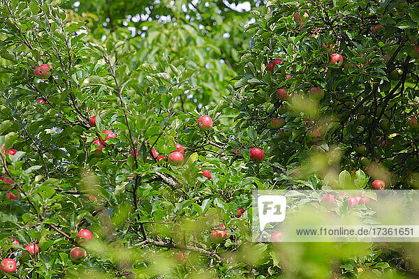 Apfelbaum im Frühling in einem Obstgarten