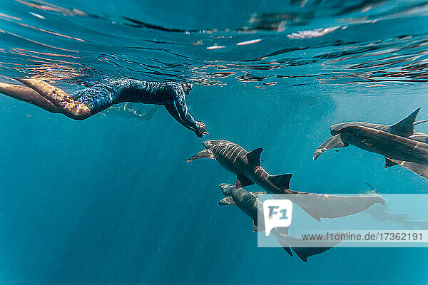 Junger Mann schwimmt mit Ammenhaien im Meer