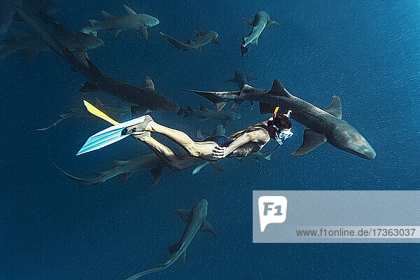 Man swimming with nurse sharks undersea