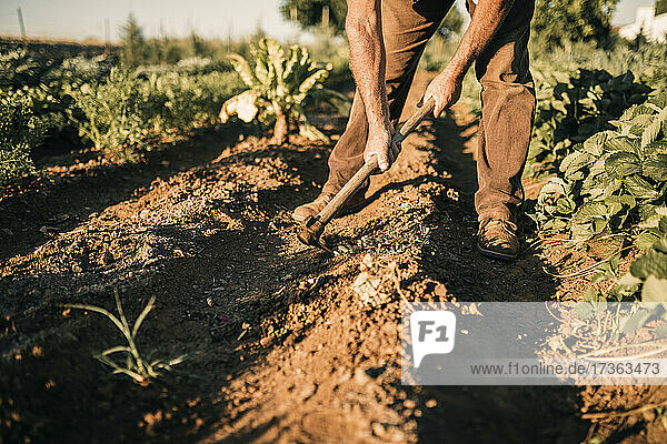 Männlicher Landwirt  der an einem sonnigen Tag ein Feld mit einer Schaufel umgräbt