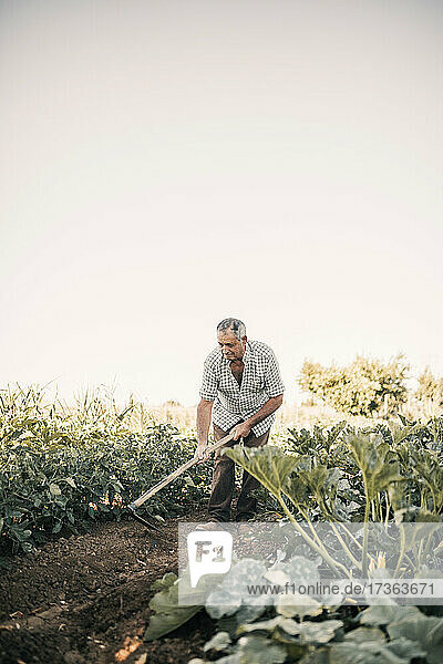 Ein älterer Landwirt gräbt mit einer Schaufel im Gemüsegarten