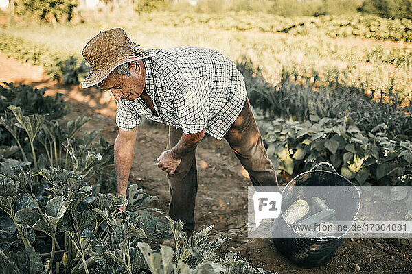 Männlicher Landarbeiter bei der Ernte von Gemüse in einem Korb auf einem Feld