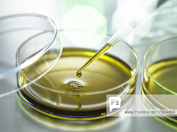 Pipettieren von CBD-Öl in eine Petrischale