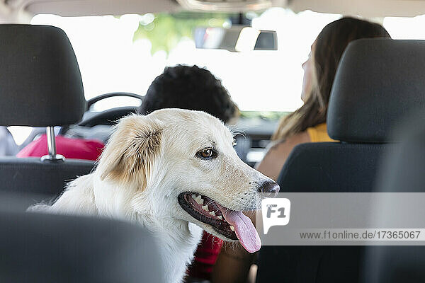 Hundesitting mit Tierhaltern im Auto