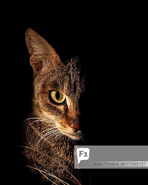 Eine afrikanische Wildkatze  Felis lybica  seitlich beleuchtet von einem Scheinwerfer bei Nacht  direkter Blick