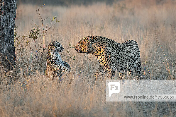 Ein männlicher Leopard  Panthera pardus  betrachtet ein auf den Hinterbeinen stehendes Jungtier