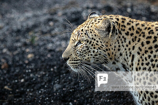 Das Seitenprofil eines Leoparden  Panthera pardus  vor einem dunklen Hintergrund