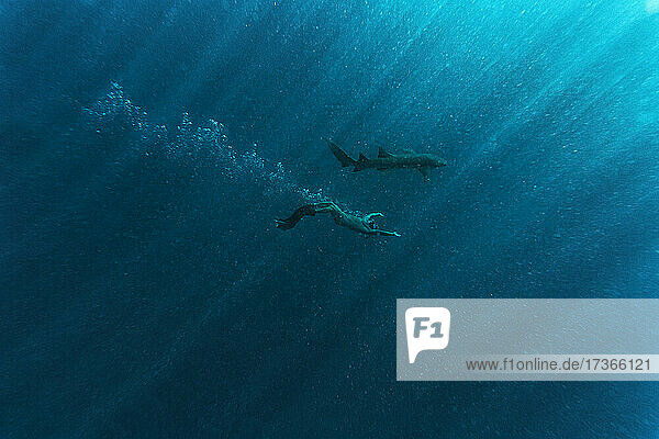 Man snorkeling with nurse shark in blue sea