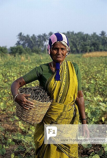 Alte Frau mit geerntetem Grünkern (Vigna radiata) in der Hand  Tamil Nadu  Indien  Asien