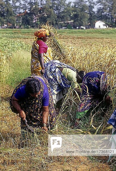 Harvesting rice  paddy crop  Tamil Nadu  India  Asia