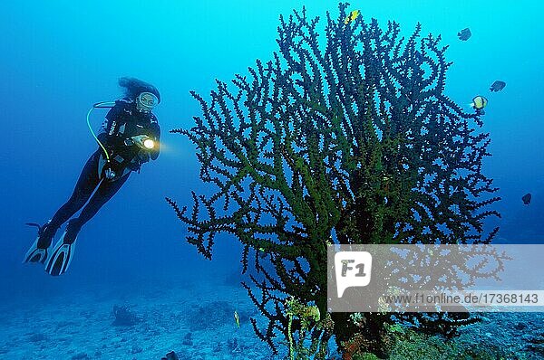 Diver looking at large Black Sun Coral (Tubastraea micranthus)  Indian Ocean  Mauritius  Africa