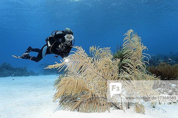 Diver looking at Slimy Sea Plume (Pseudopterogorgia americana) on sandy bottom  Caribbean Sea near Maria la Gorda  Pinar del Río Province  Caribbean  Cuba  Central America