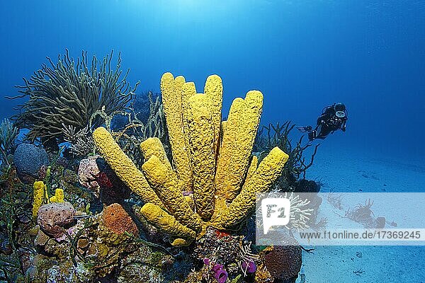 Korallenriff mit Gelber Röhrenschwamm (Aplysina fistularis)  hinten links Große Schlitzporen-Strauchgorgonie (Plexaurella nutans)  rechts Taucher  Karibisches Meer bei Maria la Gorda  Provinz Pinar del Río  Karibik  Kuba  Mittelamerika