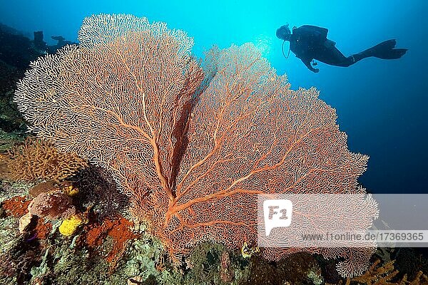Giant Sea Fan (Annella mollis)  diver in the background  Pazfik  Moluccas  Indonesia  Asia