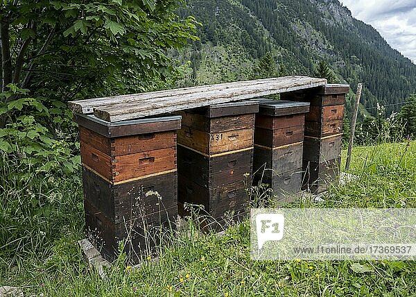 Bienenstock für Honigbienen  Bayern  Deutschland  Europa